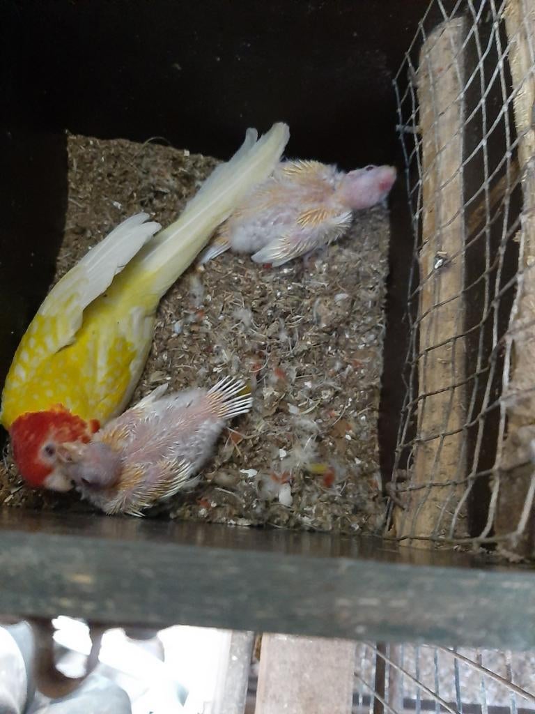 Lutino rosellas, Dieren en Toebehoren, Vogels | Parkieten en Papegaaien