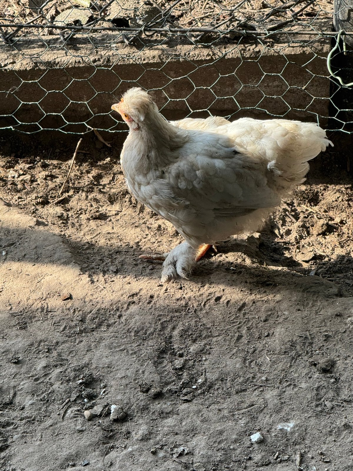 1 jonge sier kip hen, Dieren en Toebehoren, Ophalen