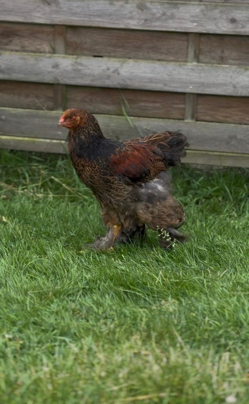 Coq brahma pure race né le 14 avril, 1 Isabelle, 1 PMD