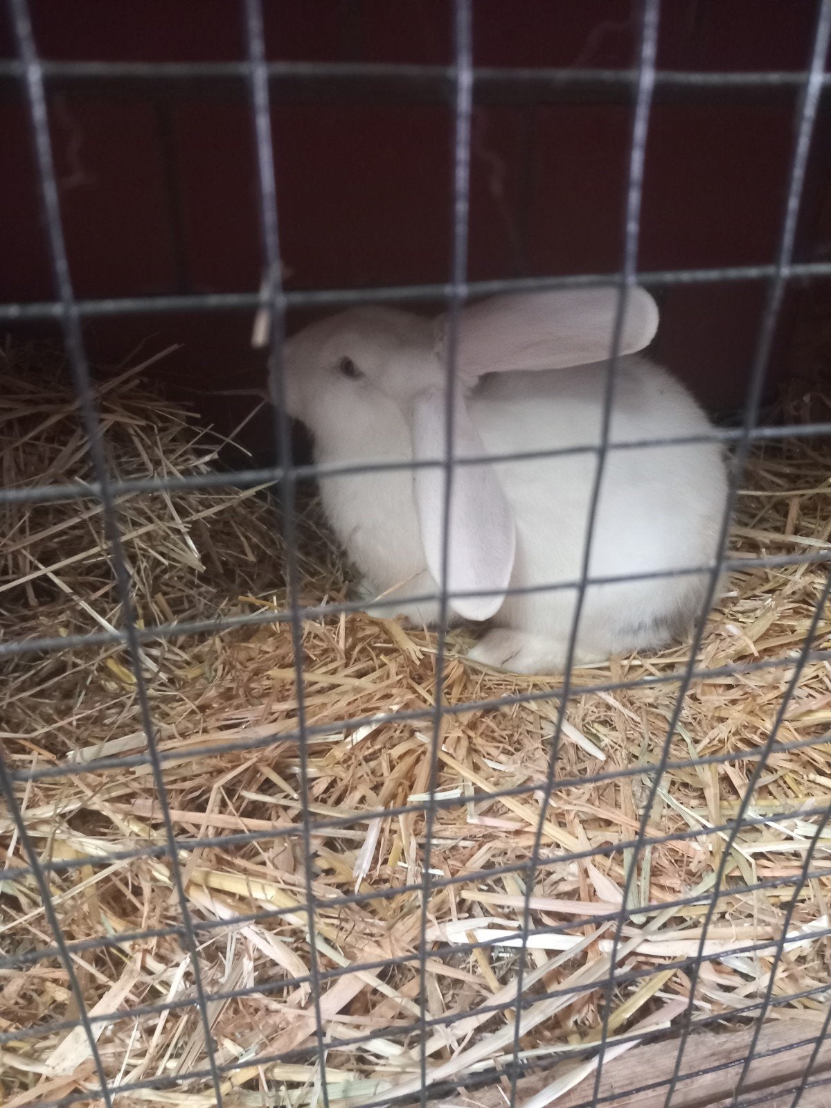Duitse Reuzen, Dieren en Toebehoren, Mannelijk, Groot, 0 tot 2 jaar