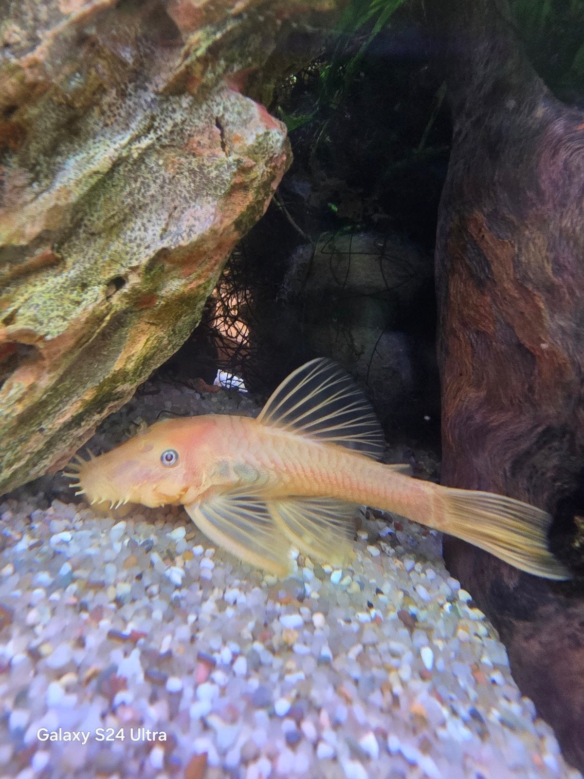 Ancistrus Lemon Blue Eye Man, Dieren en Toebehoren, Vis, Zoetwatervis, Schoolvis