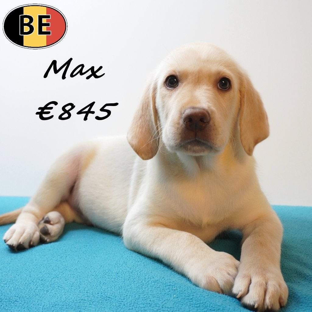 Labrador, mâles (Blond) chiots belges à vendre, Animaux & Accessoires, Commerçant, Chien (mâle), Maladie de Carré (chiens), Belgique