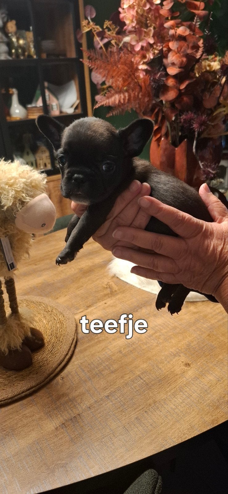 franse bulldog pups, België, Fokker | Hobbymatig, CDV (hondenziekte), 8 tot 15 weken