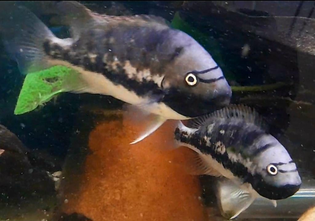 Aquariumvissen Underwoodi, Poisson, Poisson d'eau douce