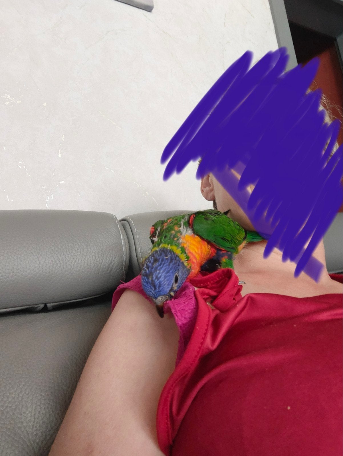 Deux lorybabies dans les montagnes bleues, Animaux & Accessoires, Oiseaux | Perruches & Perroquets, Plusieurs animaux, Perroquet