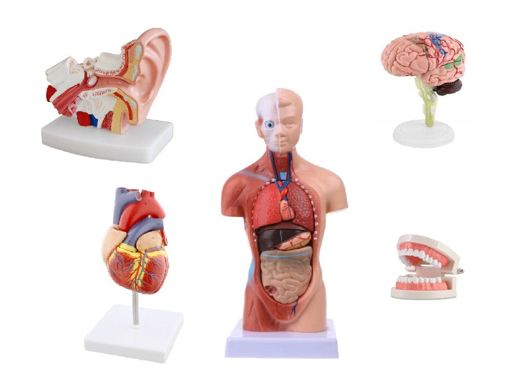 Medisch Anatomiemodellen-torso, tanden, hersenen, oor, hart, Diversen, Schoolbenodigdheden, Nieuw, Ophalen of Verzenden