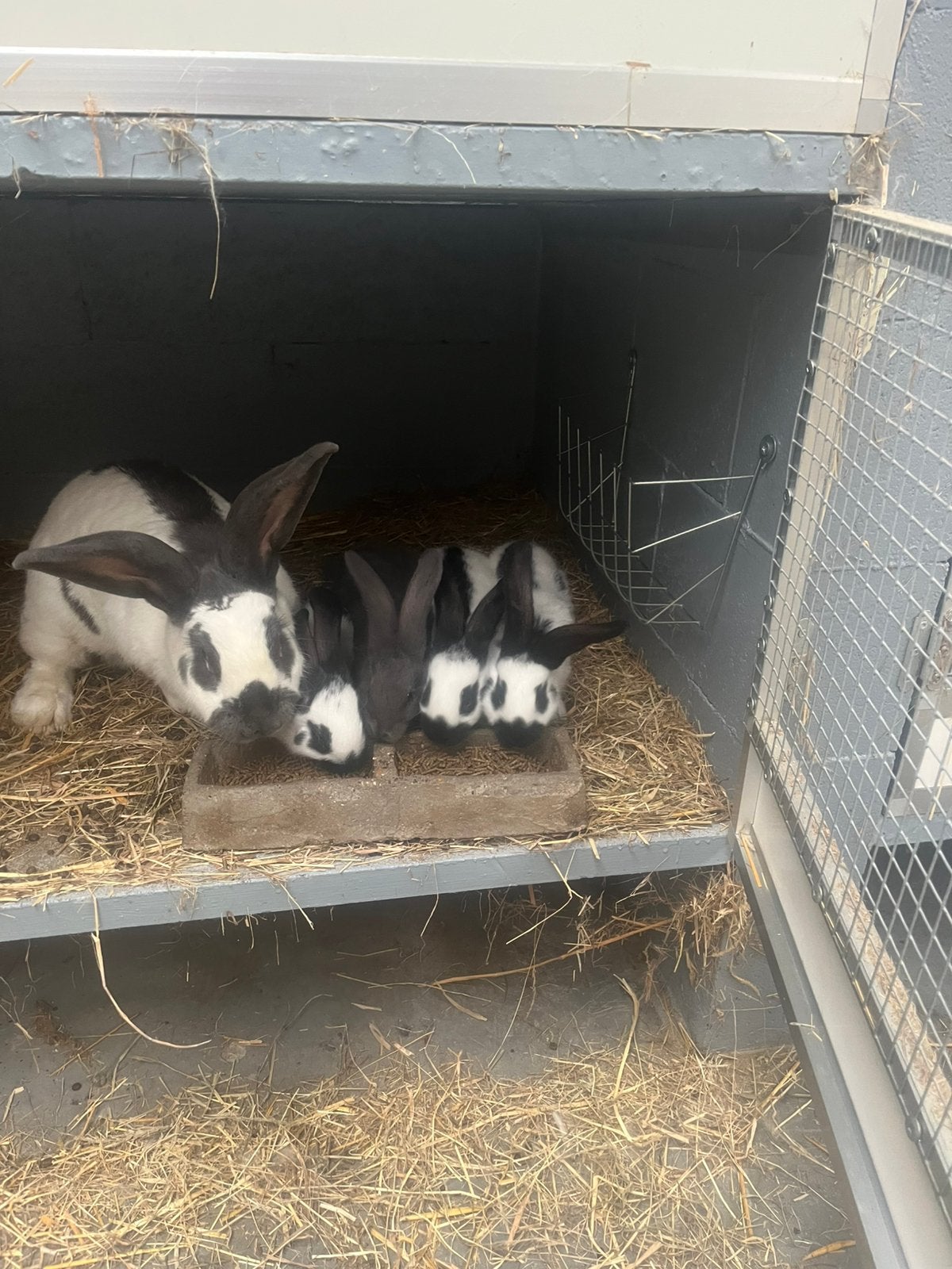 Konijnen groot lotharingers / reuzevlinders, Dieren en Toebehoren, Groot