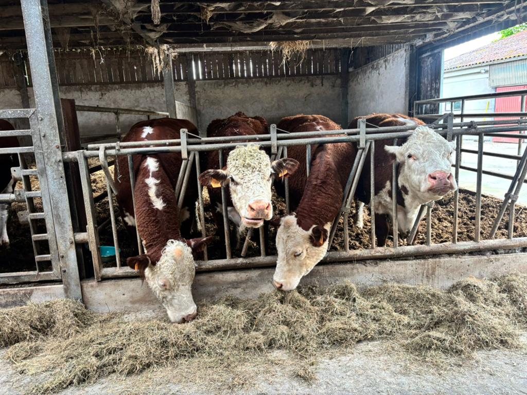 Grote volle Hereford, Dieren en Toebehoren, Runderen
