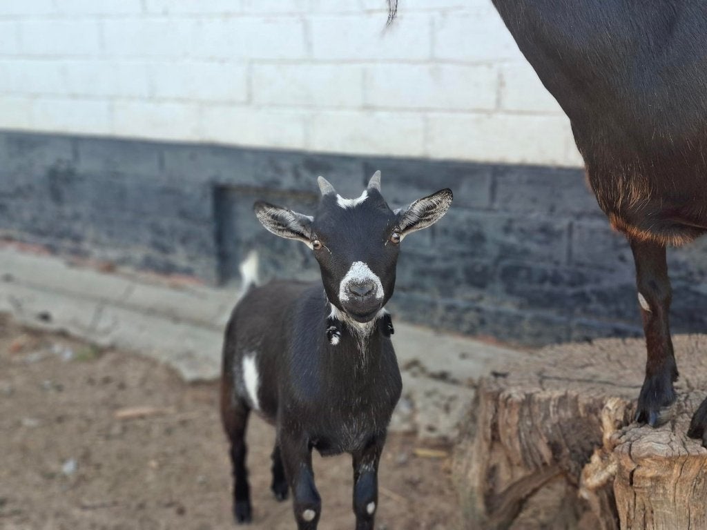 geitje, Dieren en Toebehoren, Vrouwelijk, Geit, 0 tot 2 jaar