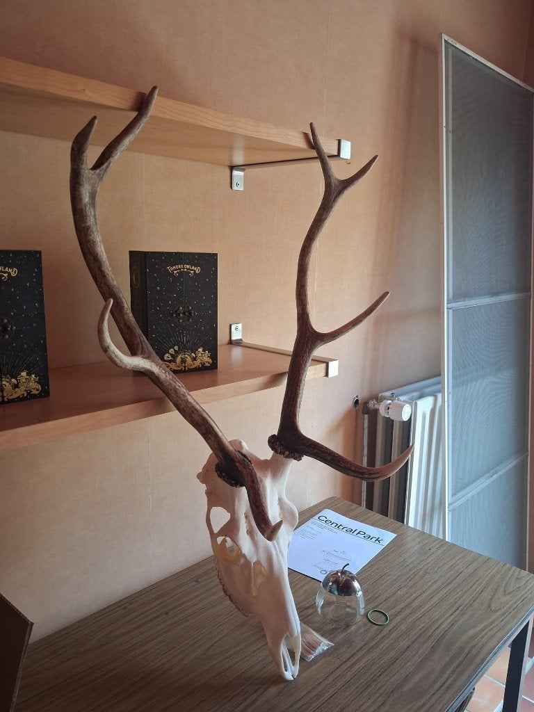 Hertekop, Collections, Enlèvement, Comme neuf, Cerf, Crâne
