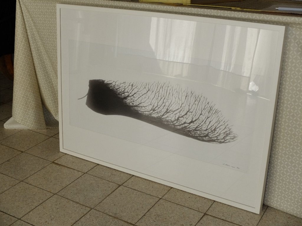 Samare – Forêt (photo sous cadre) 103x73, Ophalen, Foto, Fotografie, Met ophangsysteem