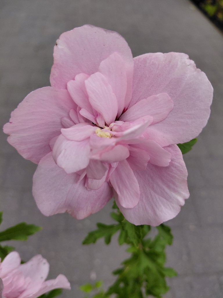 HIbiscus Chiffon Roze, Tuin en Terras, Planten | Tuinplanten, Ophalen, Volle zon