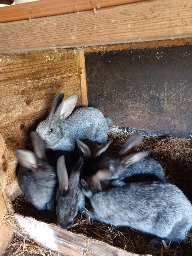 Raszuivere Belgisch Zilver.2 voedsters en 1 ram, Dieren en Toebehoren, Konijnen, Meerdere dieren, Groot, 0 tot 2 jaar