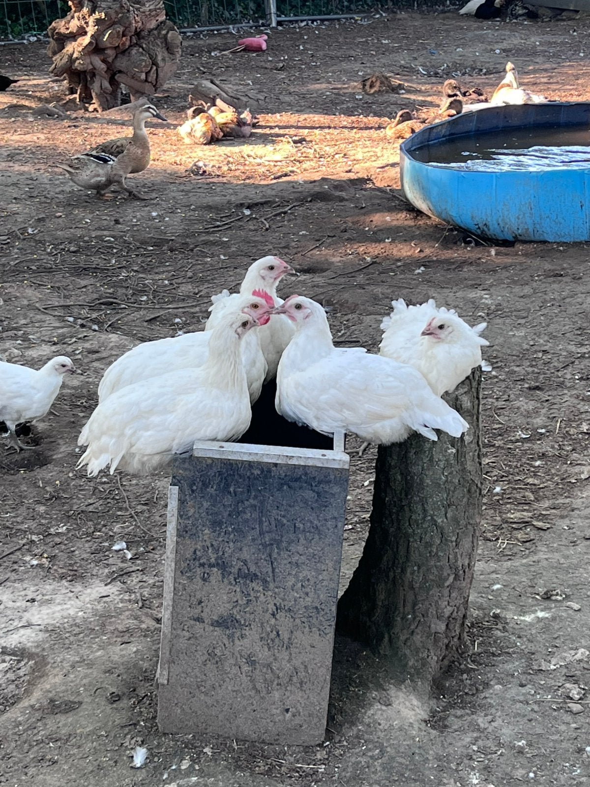 Poule de bresse toom, Dieren en Toebehoren, Pluimvee
