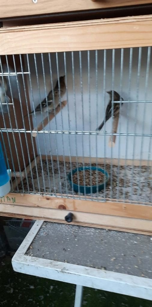 vogels, Dieren en Toebehoren, Geringd