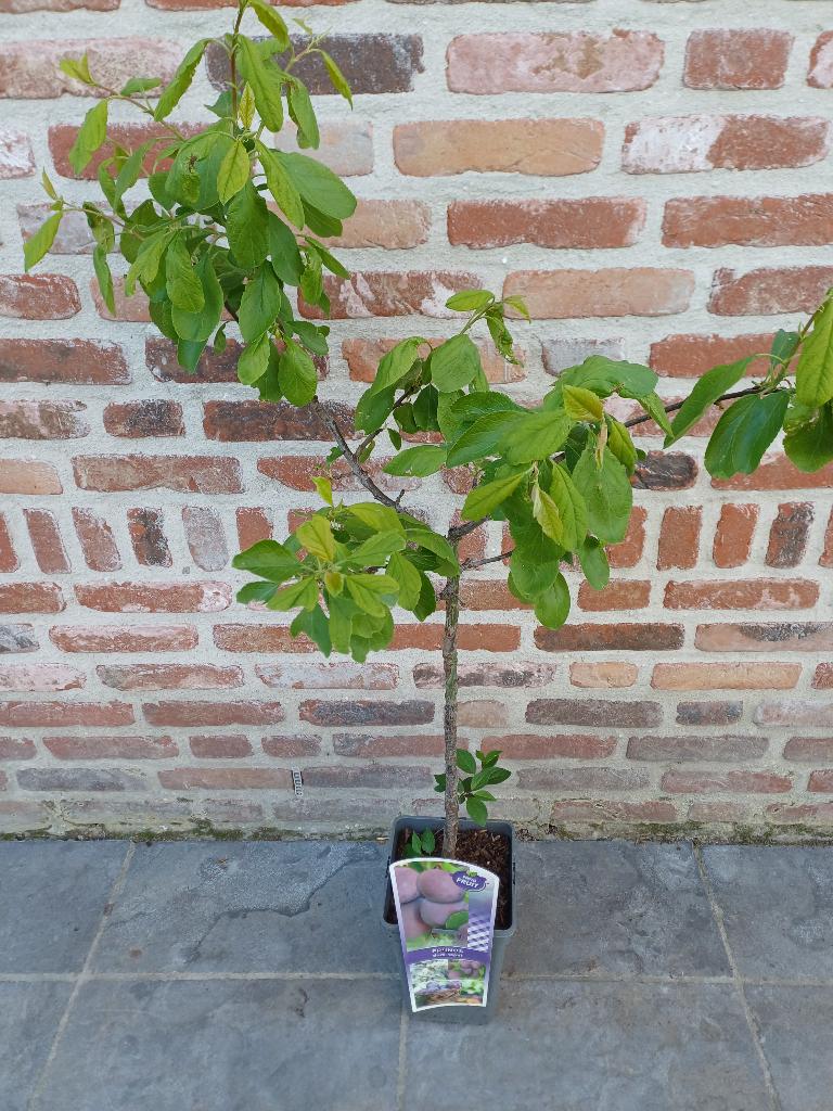 Pruimenboom laagstam, Tuin en Terras, Planten | Fruitbomen, Ophalen, In pot, Pruimenboom, Lente