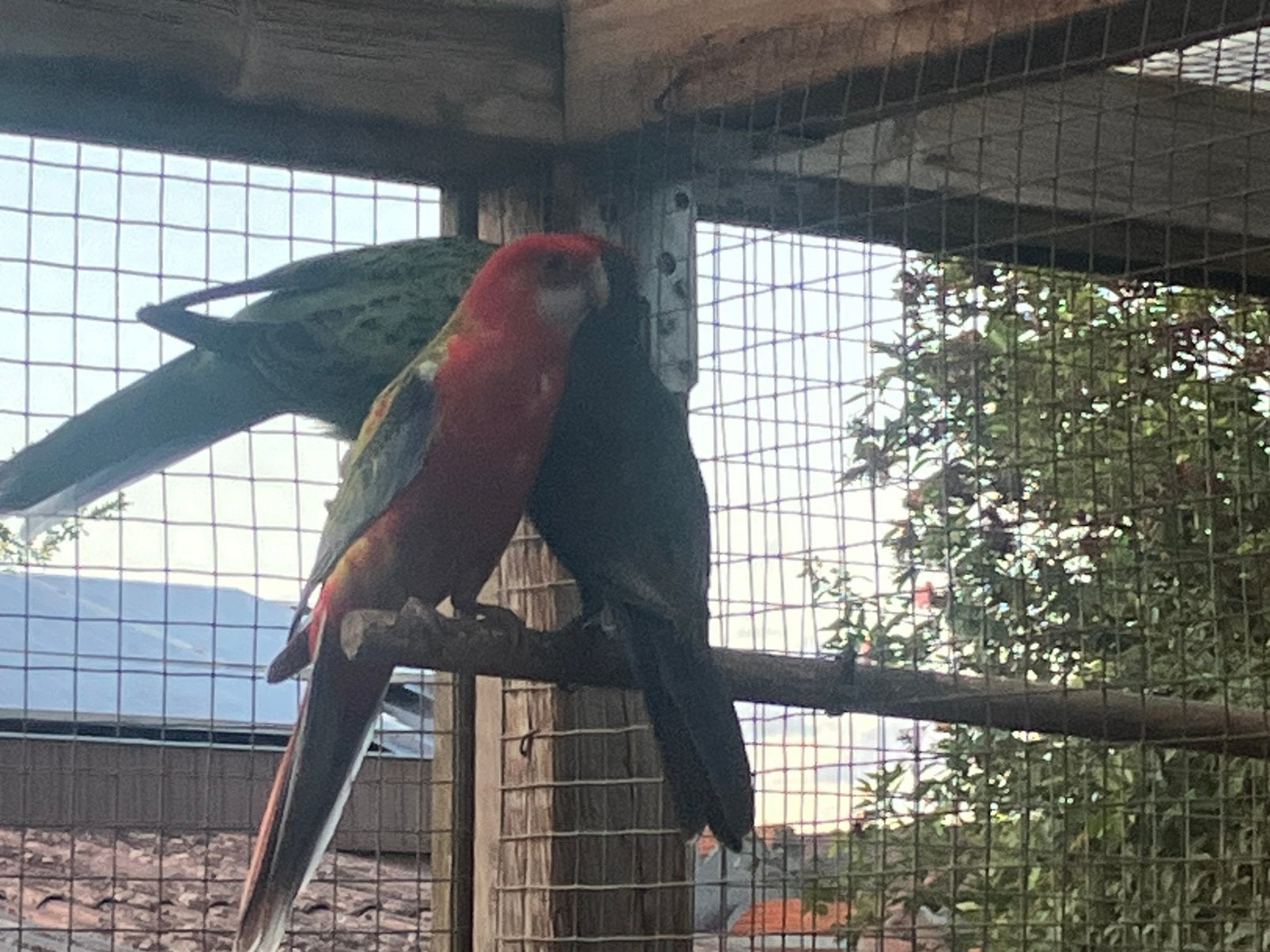 Superbes poupées Rosella, Animaux & Accessoires, Oiseaux | Perruches & Perroquets