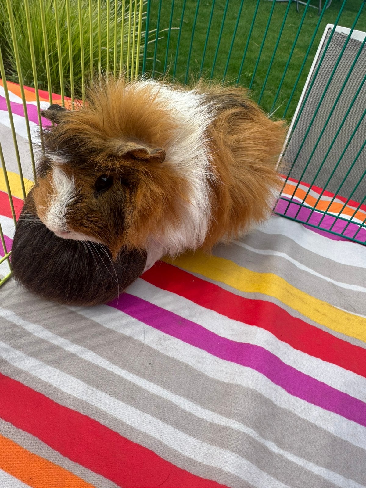 Borstel cavia te koop, mannetje, Dieren en Toebehoren, Cavia, Juni, Mannelijk, Tam