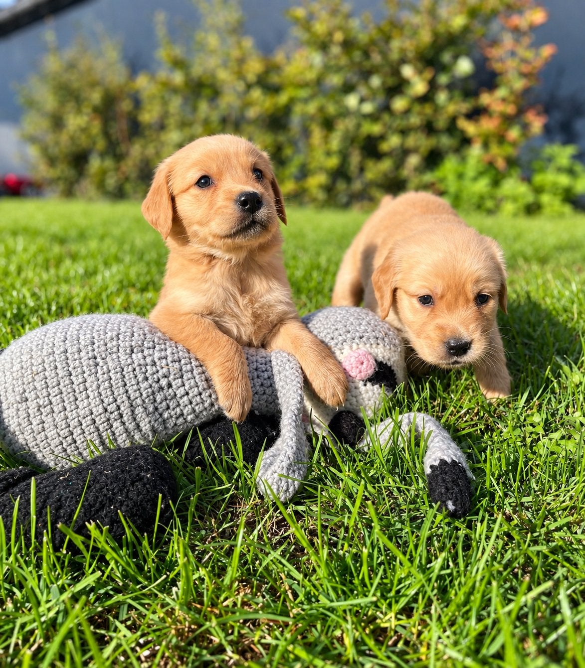 Knappe golden retriever pups (geteste ouders), Golden retriever, België, CDV (hondenziekte), 8 tot 15 weken