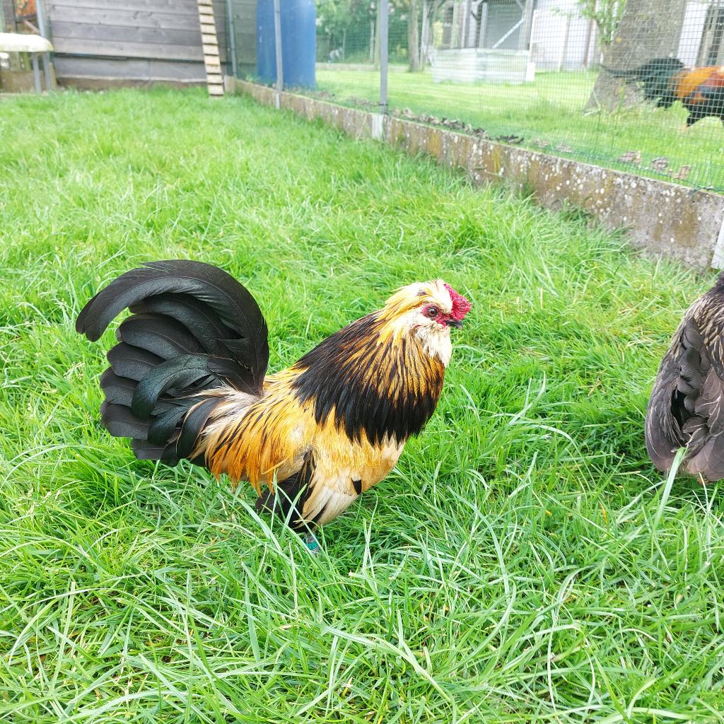 Watermaalse baardkriel, Dieren en Toebehoren, Meerdere dieren, Kip