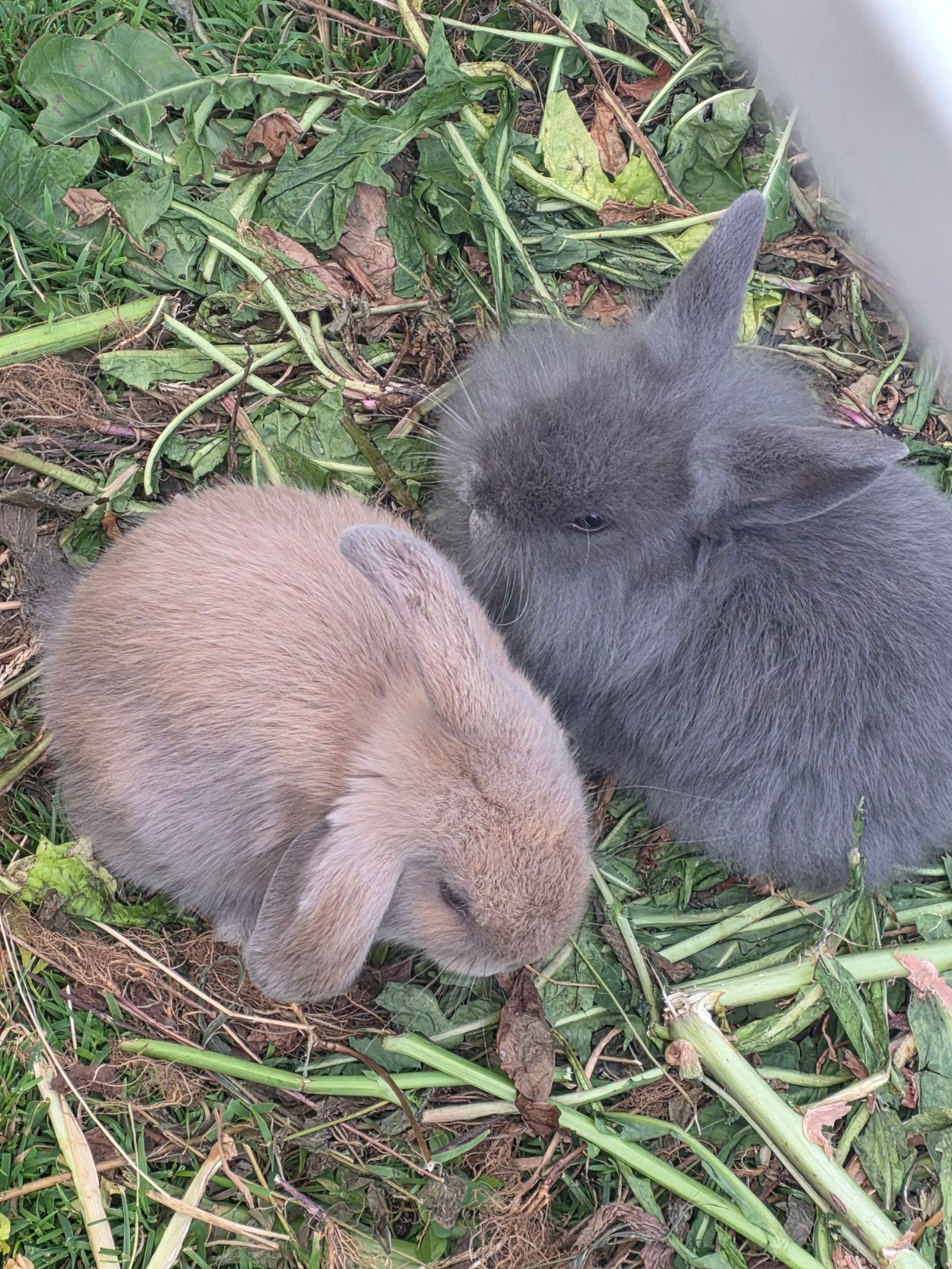 Lapin angora belier, Dieren en Toebehoren, Konijnen, Dwerg