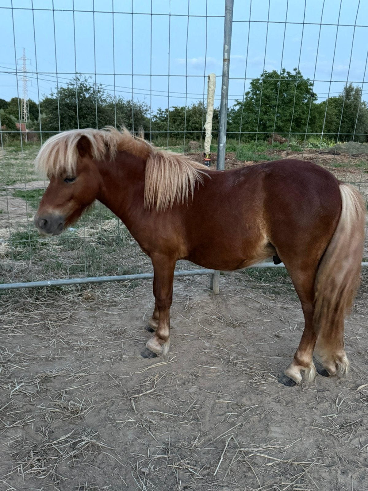 2 shetlanders te koop, Animaux & Accessoires, Poneys, Plusieurs animaux, Ne s'applique pas, Poney A (jusqu'à 1.17 m), Poney de récréation