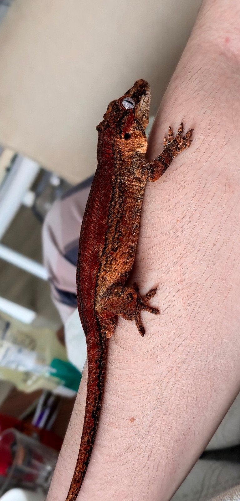 Gargoyle gecko, male, Hagedis, 3 tot 6 jaar