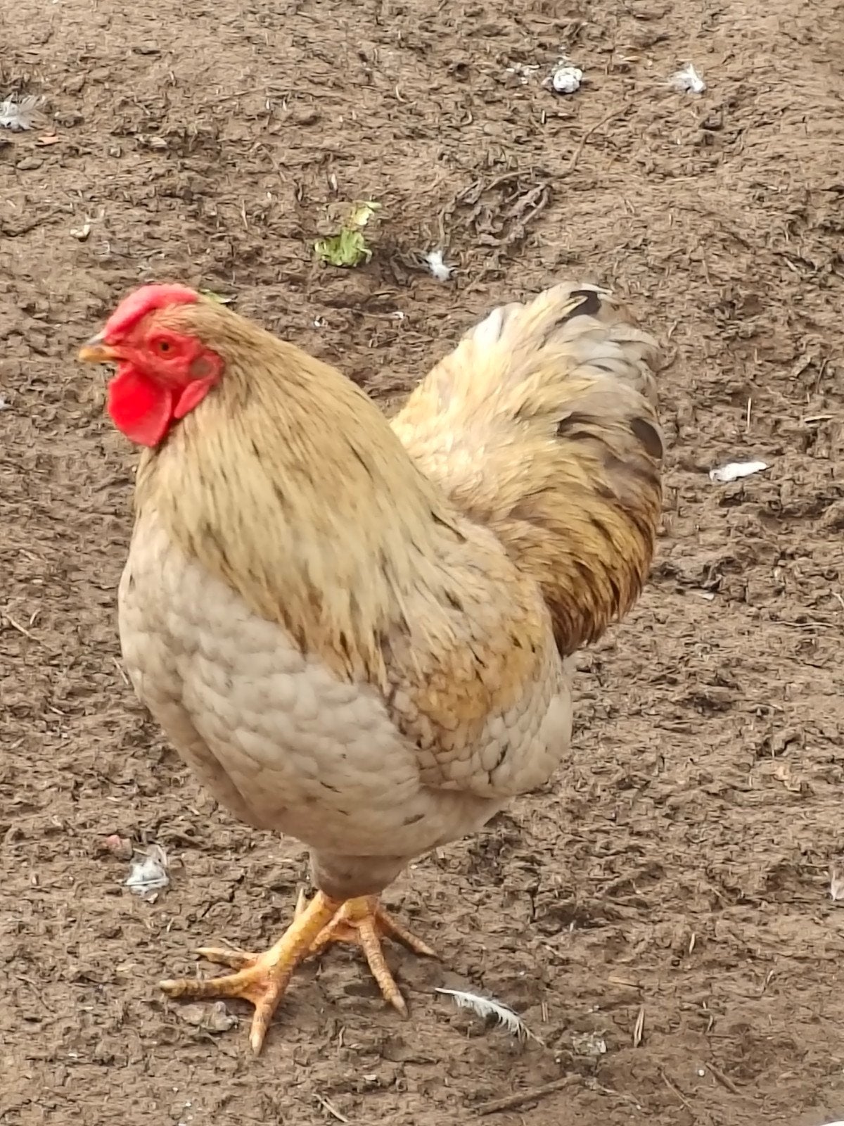 Mooie wyandotte haan kriel, Dieren en Toebehoren, Pluimvee