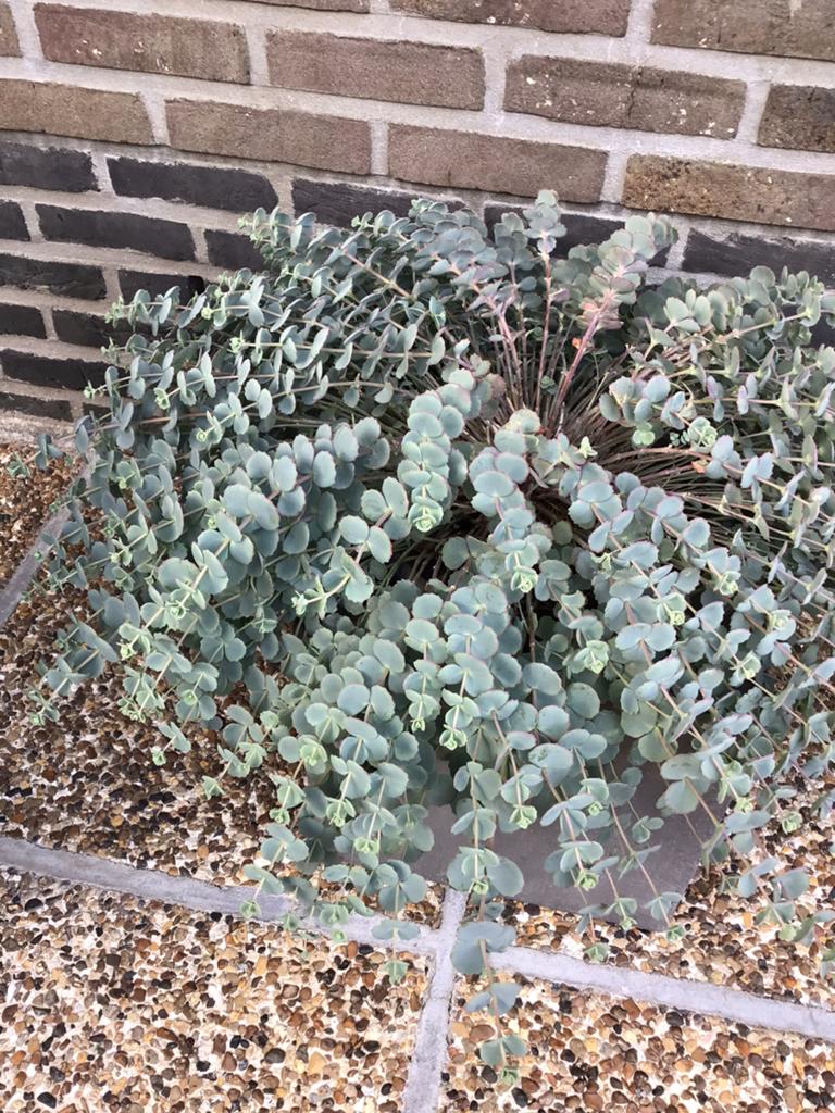 Verschillende terrasplanten in pot te koop ., Tuin en Terras, Planten | Tuinplanten, Ophalen, Volle zon, Eenjarig, Siergrassen