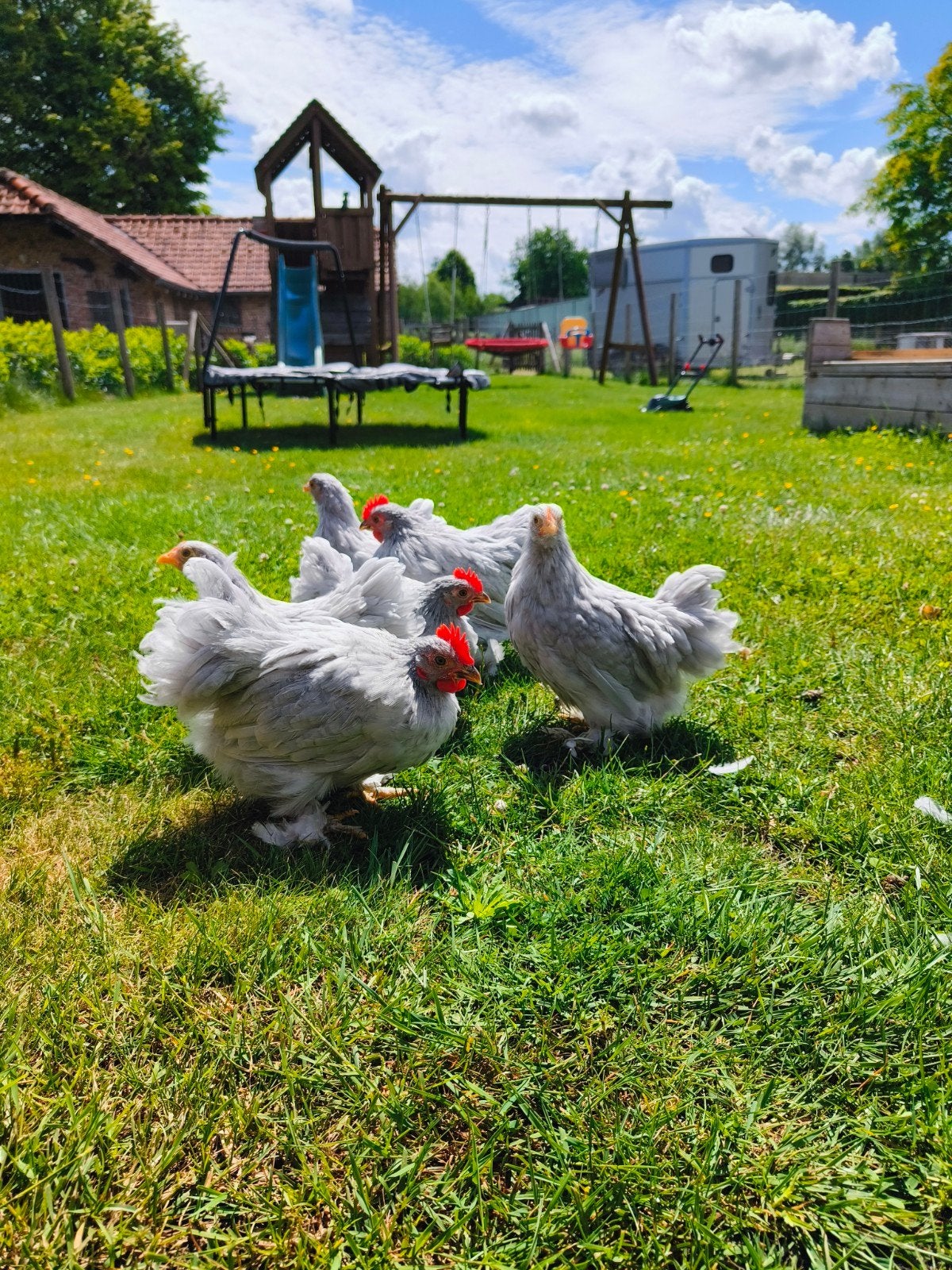Gratis cochin haantjes, Mâle, Poule ou poulet