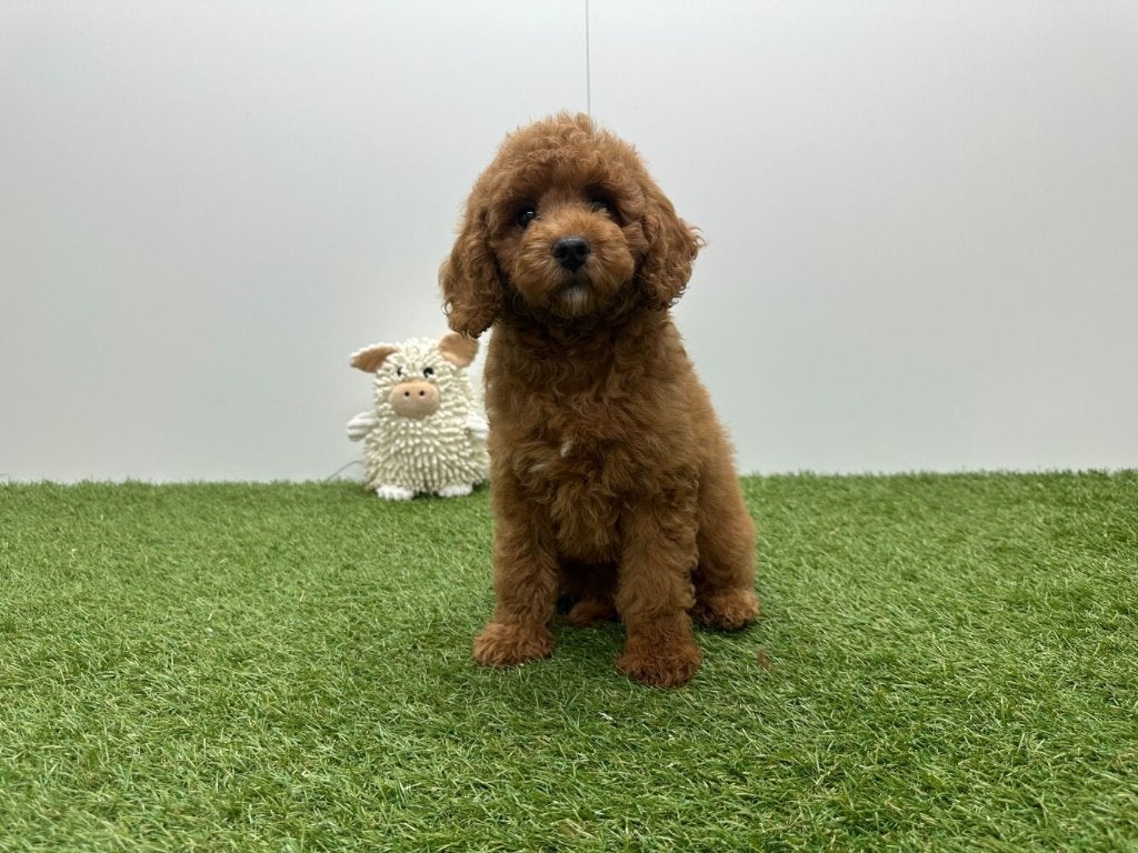 Poedel pups, Dieren en Toebehoren, Poedel, België, 8 tot 15 weken, CDV (hondenziekte)