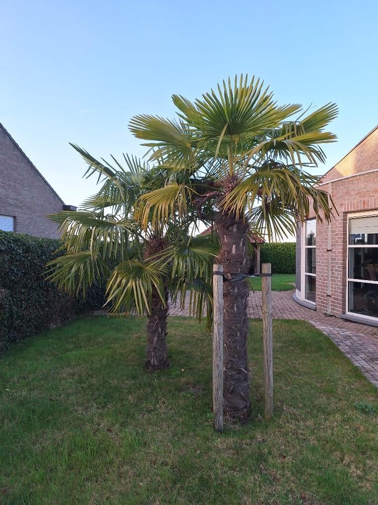 Palmbomen, Tuin en Terras, Ophalen, Volle zon, Palmboom, 250 tot 400 cm