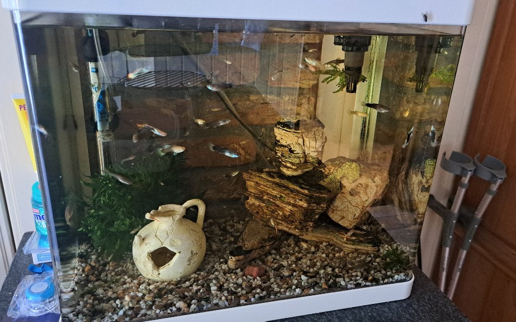Aquarium met alles derbij, Dieren en Toebehoren, Ophalen, Inclusief vissen, Juwel, Gevuld zoetwateraquarium