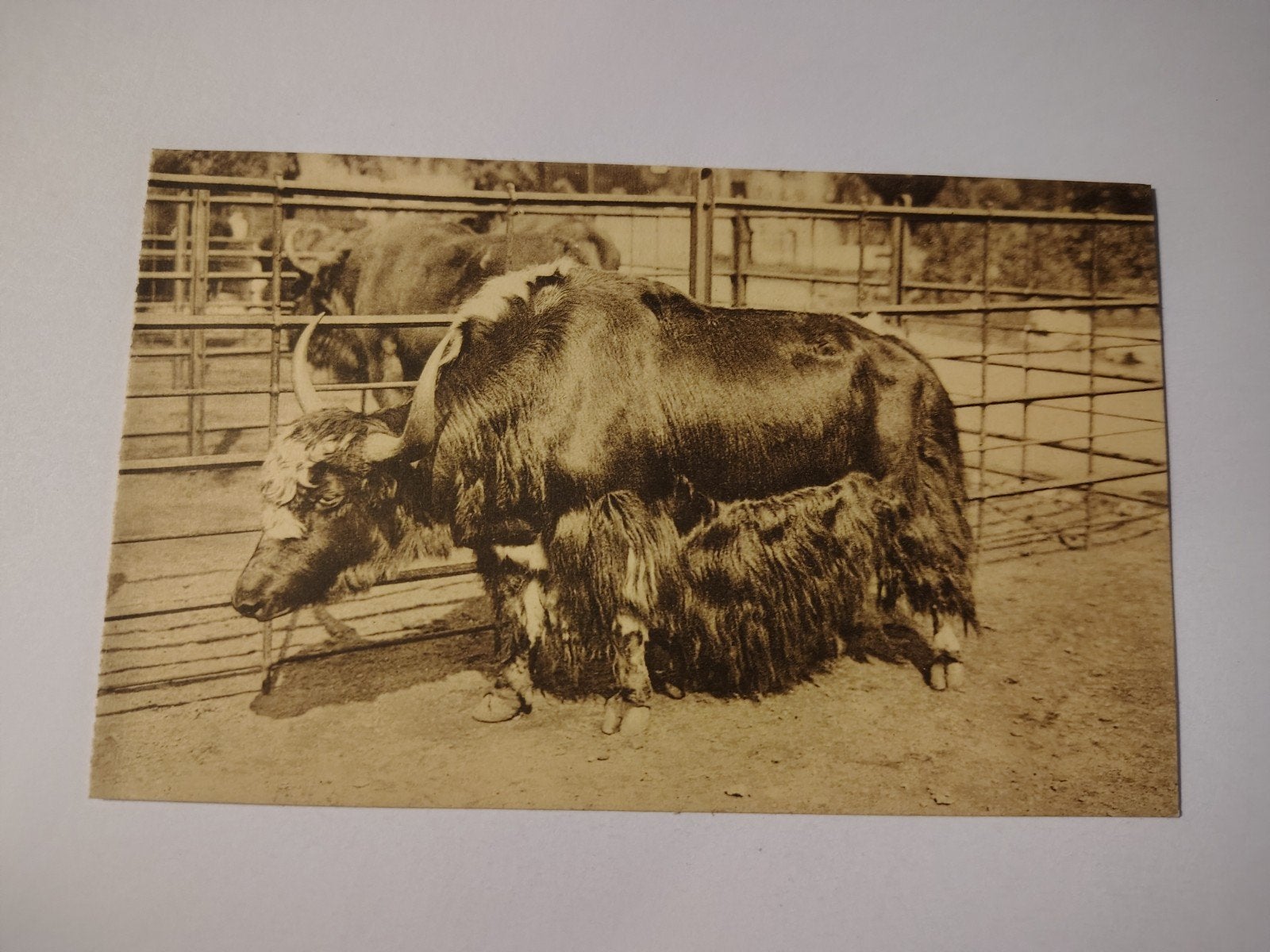 Antwerpen Zoo Thibetaansche Jak., Ophalen of Verzenden, Antwerpen