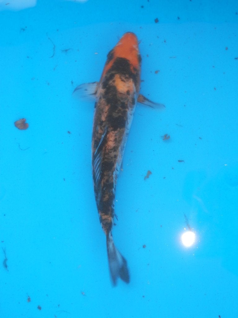 Japanse koi, Carpe ou Koï