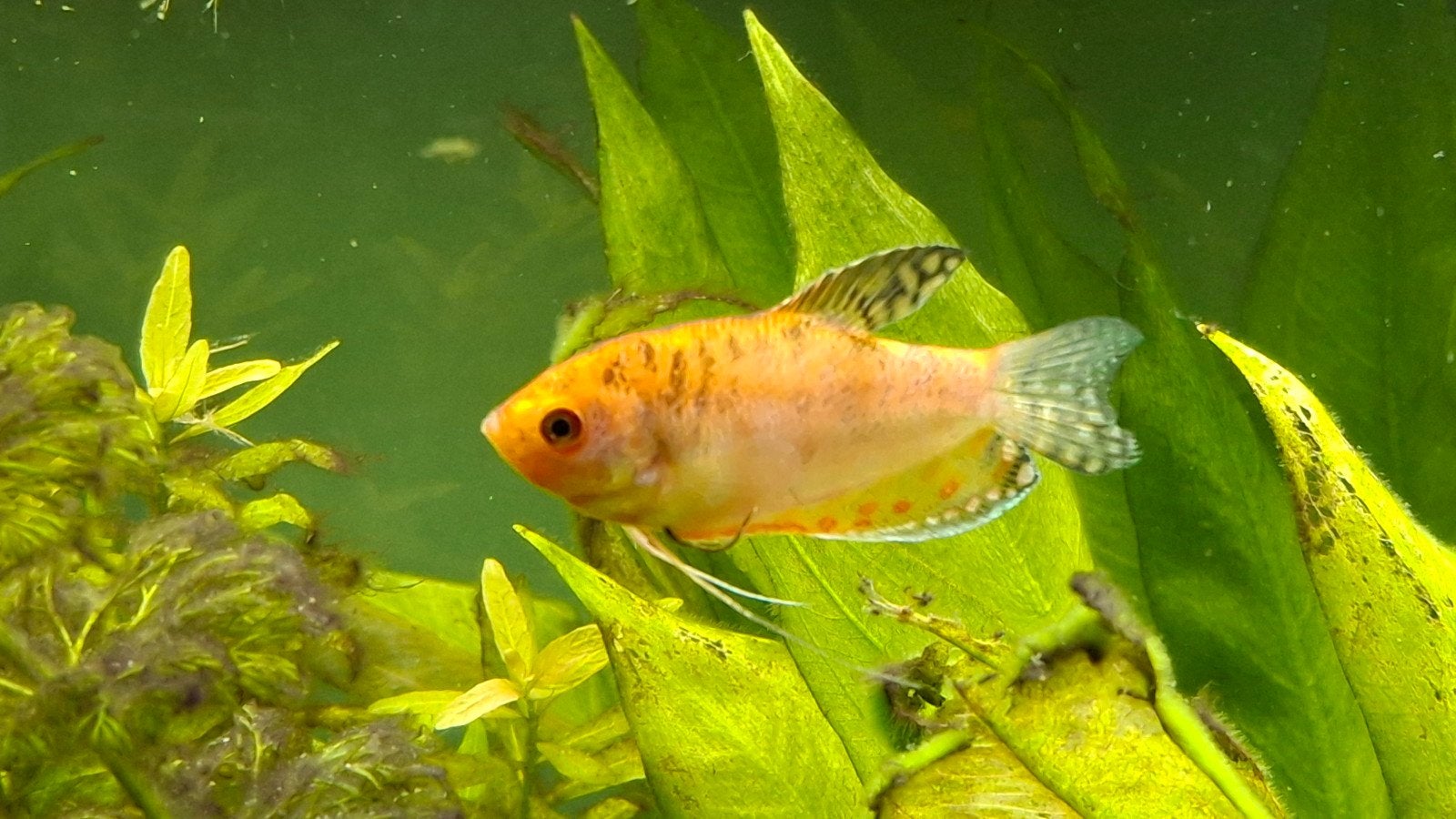 koppel goud gourami, Dieren en Toebehoren, Vis, Zoetwatervis