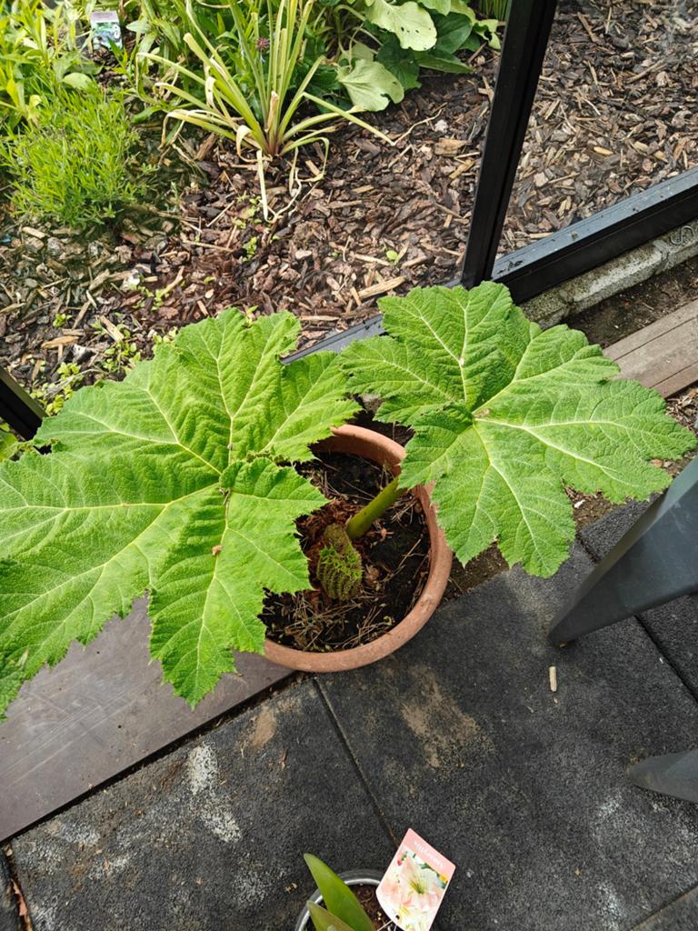 Gunnera manicata, Enlèvement