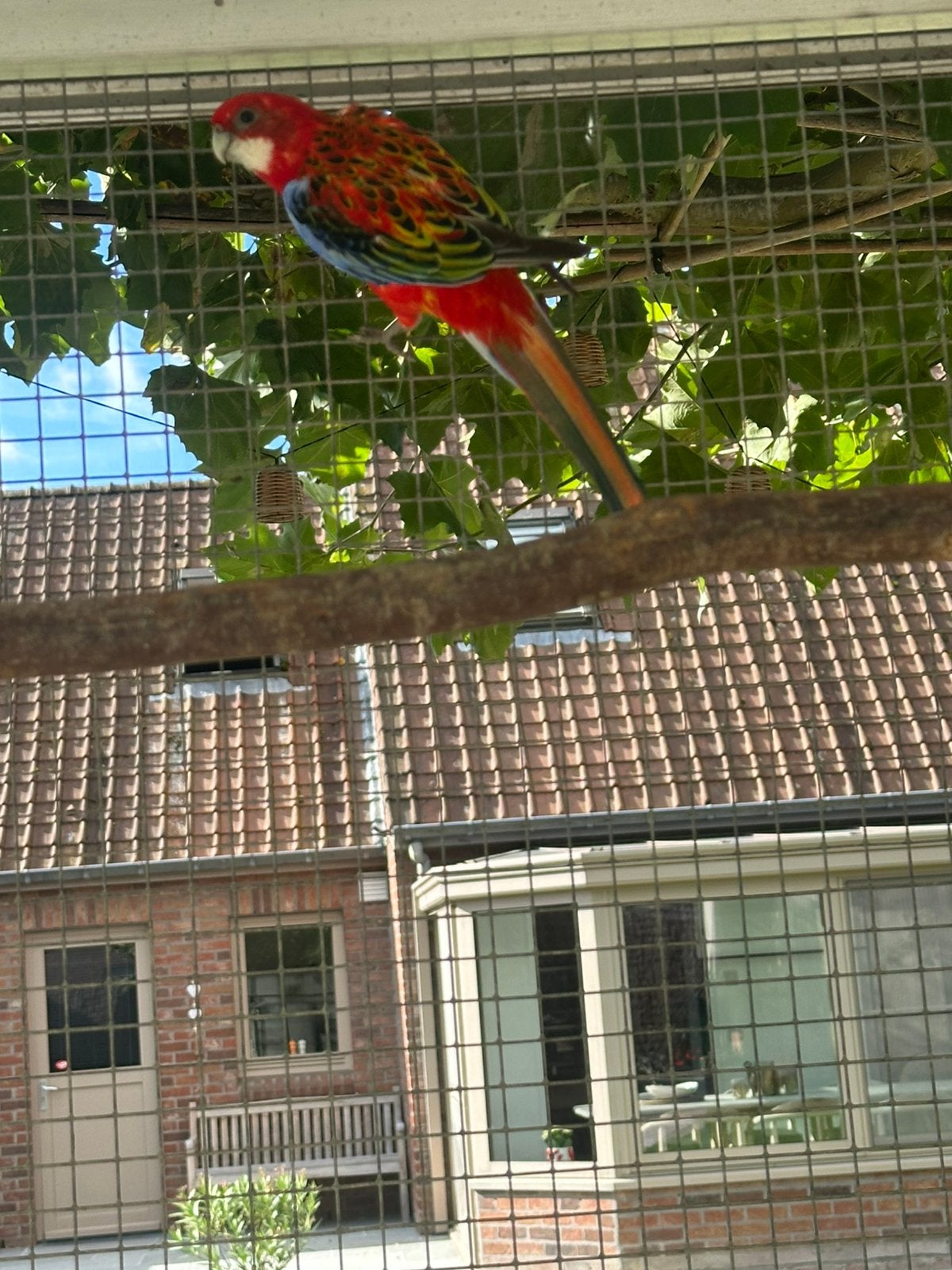 Rosella’s, Dieren en Toebehoren, Geringd