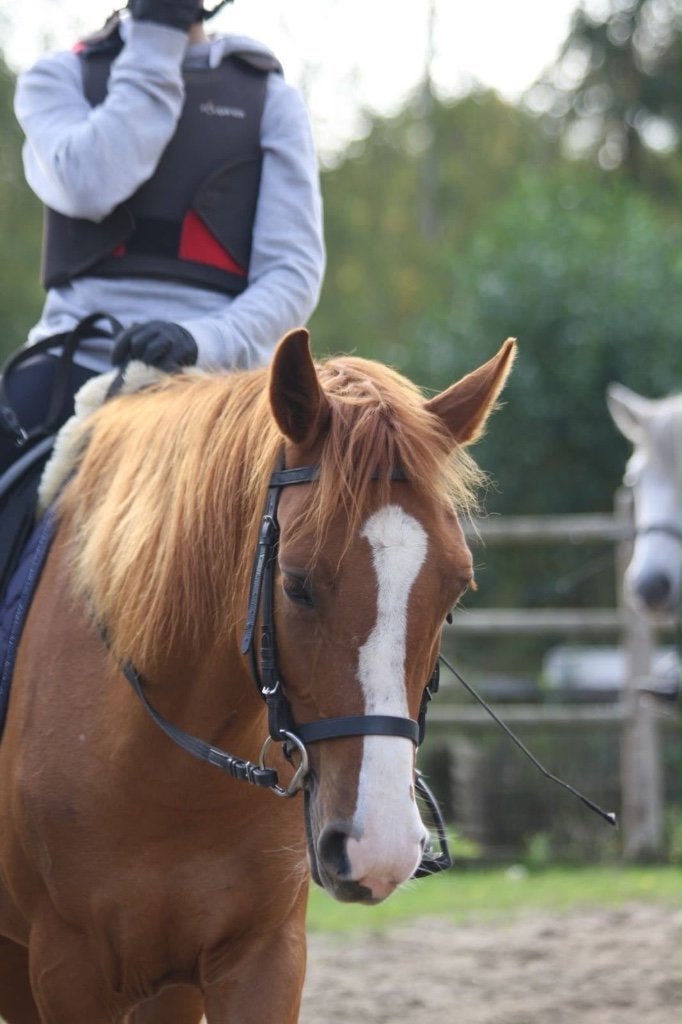 Halve stal, Meerdere dieren, Springpony, 3 tot 6 jaar