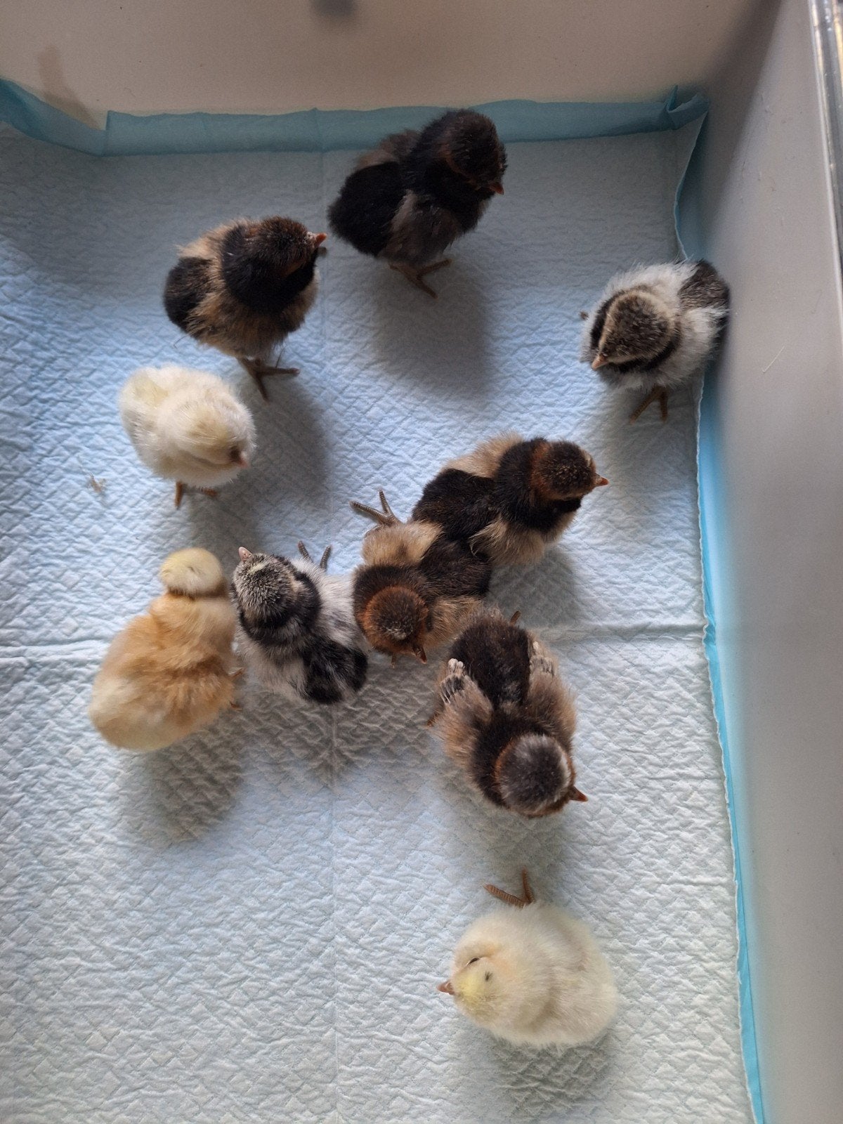 padua kuikens, Dieren en Toebehoren, Geslacht onbekend, Kip