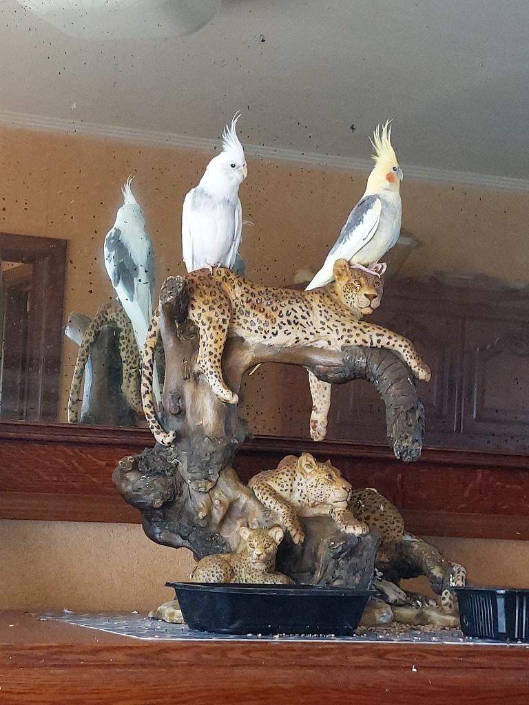 valkparkiet gezocht pop, Vrouwelijk, Parkiet