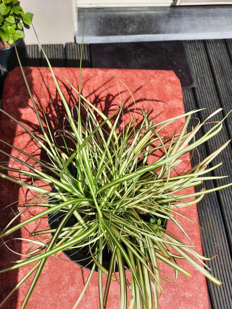 Licht kleur groen met wit gras blijft zijn blad houden in de, Enlèvement, Hiver