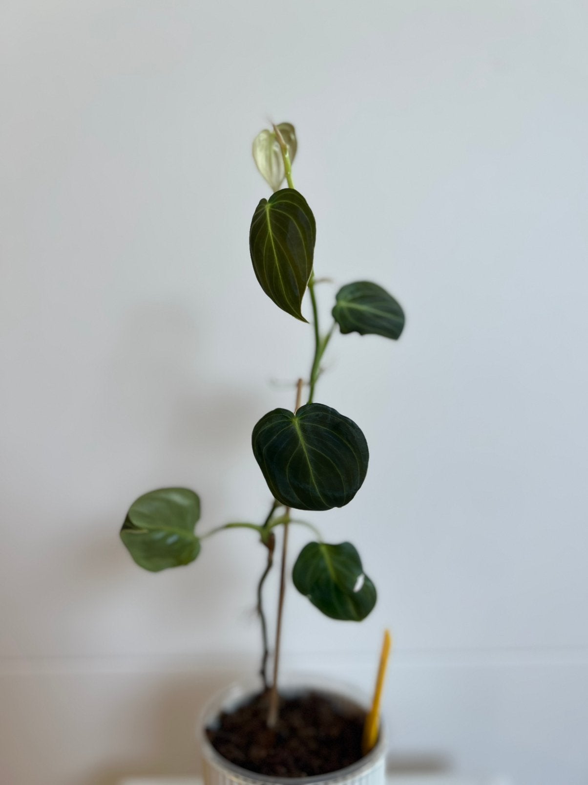 Philodendron gigas, Enlèvement