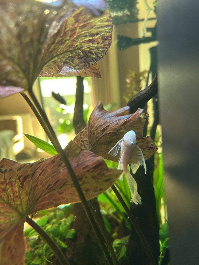 Snow white longfin ancistrus, Animaux & Accessoires, Poissons | Poissons d'aquarium, Poisson d'eau douce, Poisson