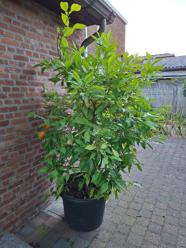 Citrusboompje, Tuin en Terras, Planten | Bomen, Ophalen, Halfschaduw, Overige soorten, 100 tot 250 cm
