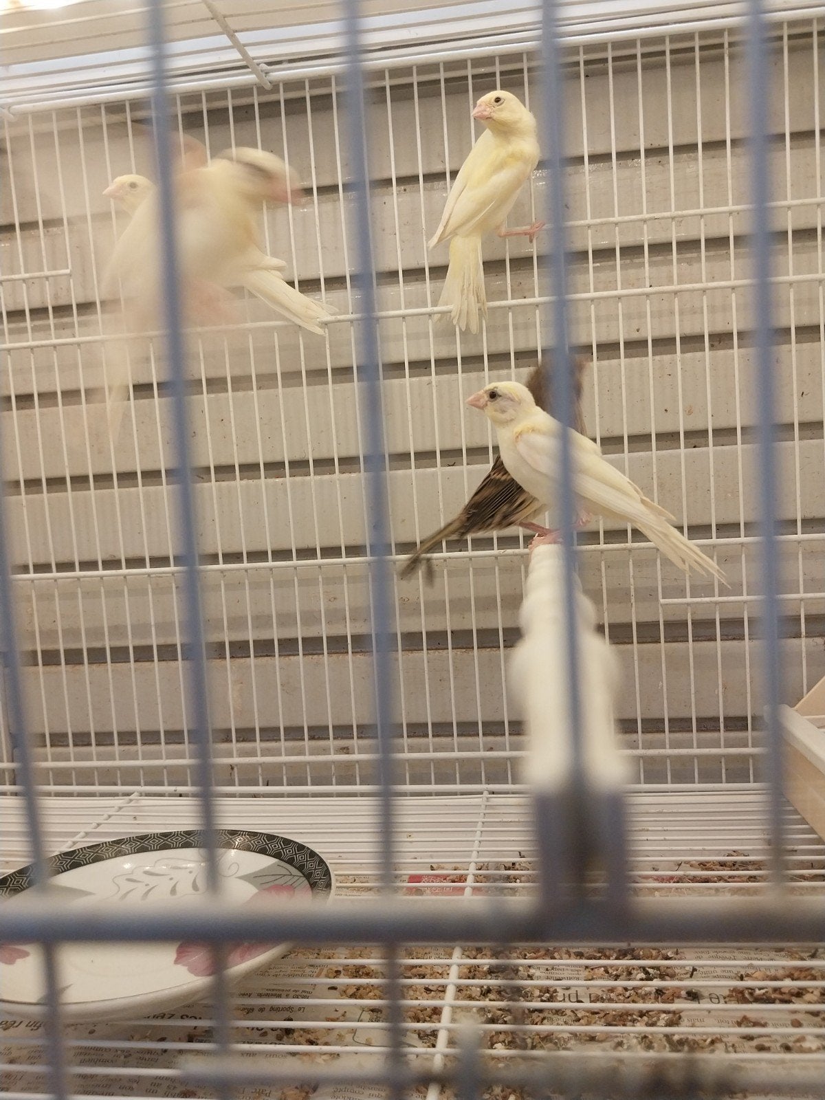 Canaris raza Español