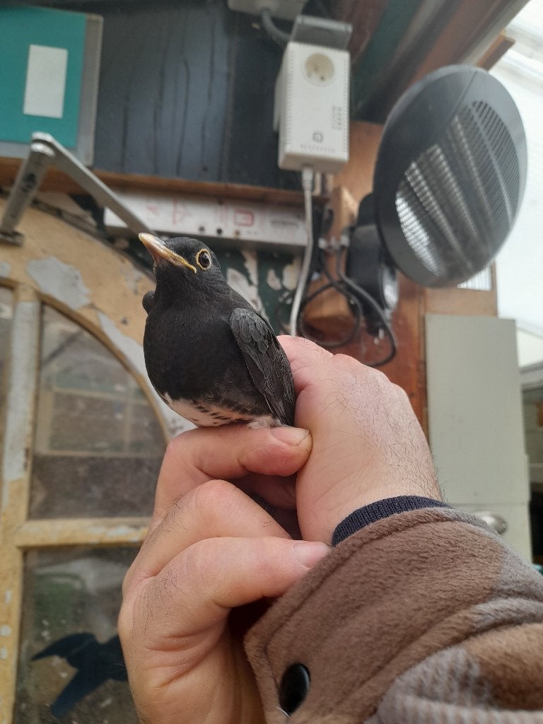 Japanse lijster koppel, Dieren en Toebehoren, Meerdere dieren, Wildzangvogel