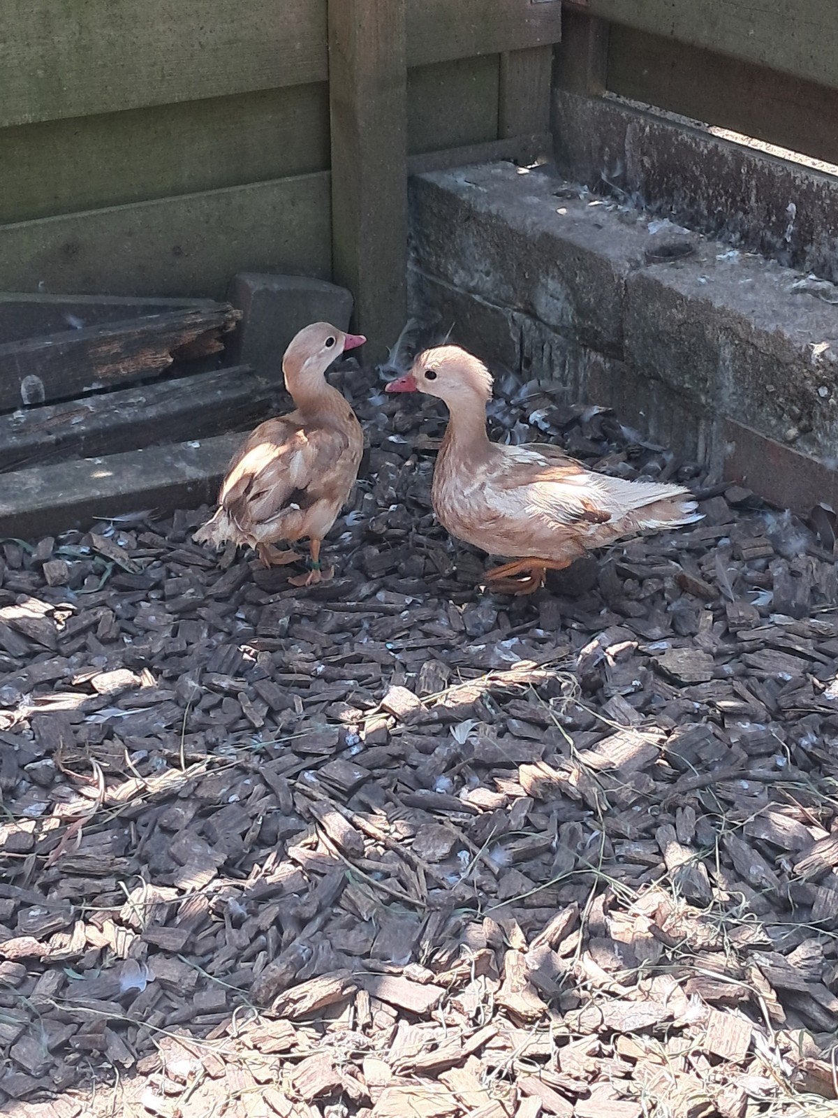 Koppel blonde mandarijneenden, Dieren en Toebehoren, Pluimvee, Meerdere dieren, Eend