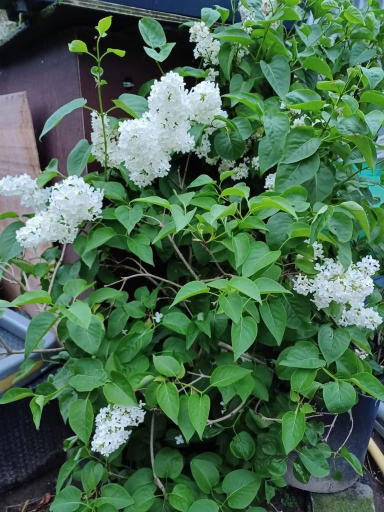 Jonge witte seringenbomen.Lilas, Ophalen