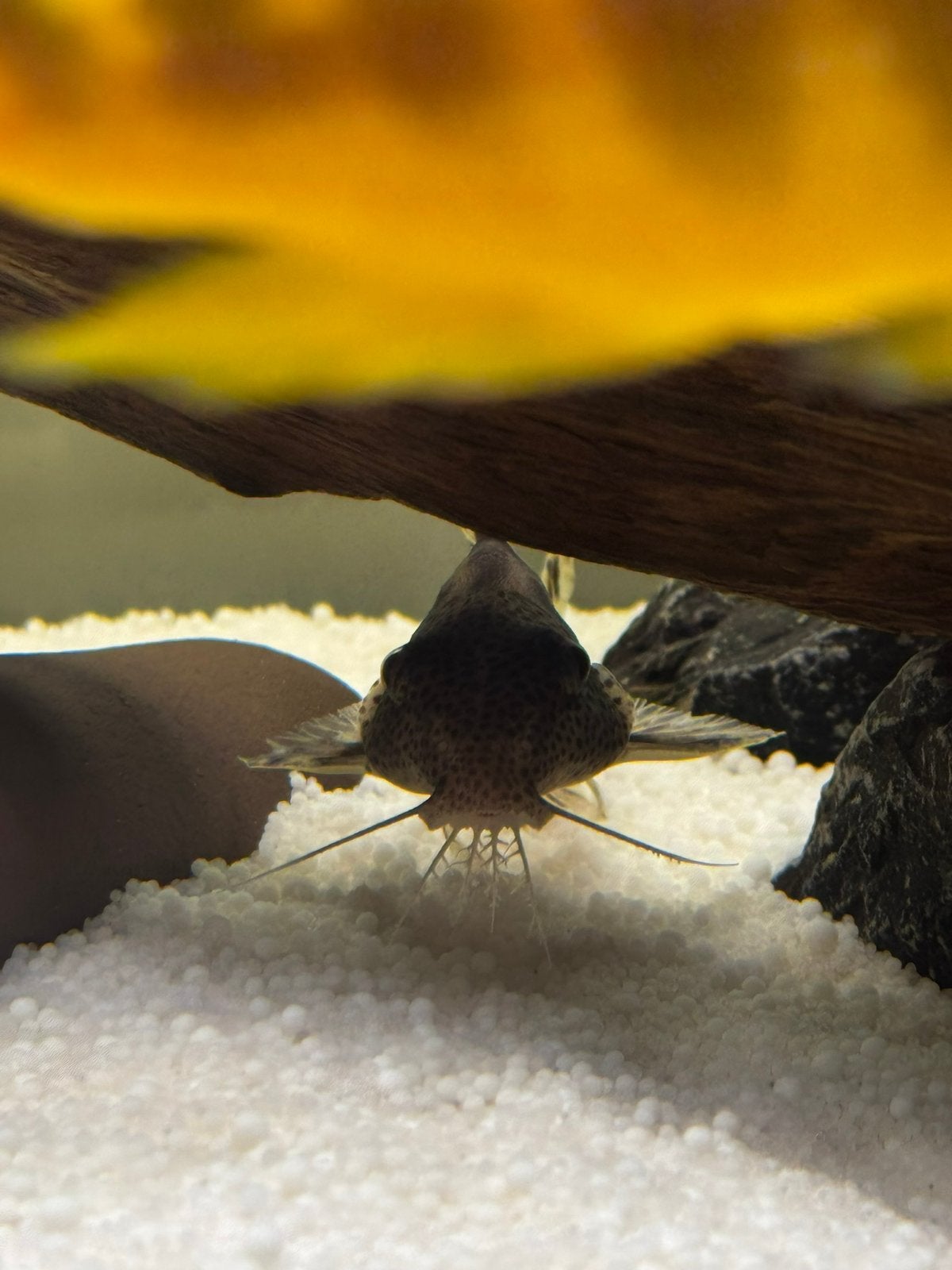 Synodontis pardalis te koop, Dieren en Toebehoren, Vis, Zoetwatervis